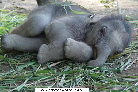 Eu vreau un elefant! - Eu vreau un elefant si cartea Labirintul! - Cadouri